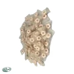 قرص نعنا ستاره اي فله اصل 0.500گ